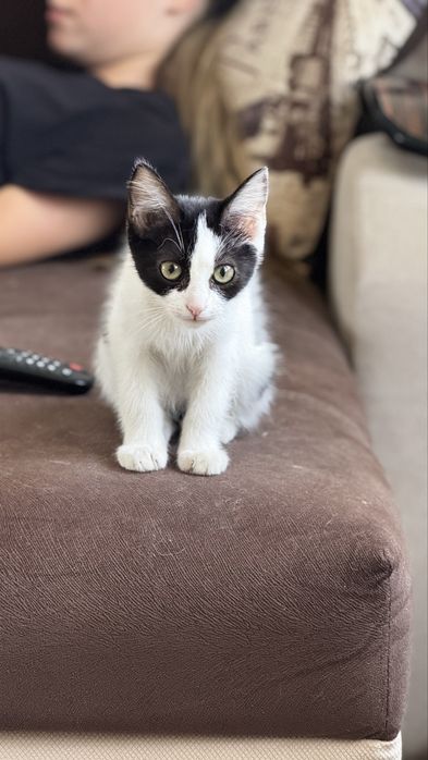 Котята Бесплатно