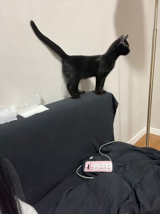 Котенок 4 мес мальчик