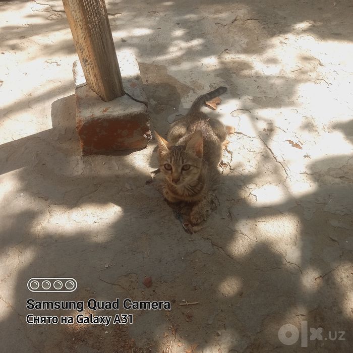 Котята свои, домашние
