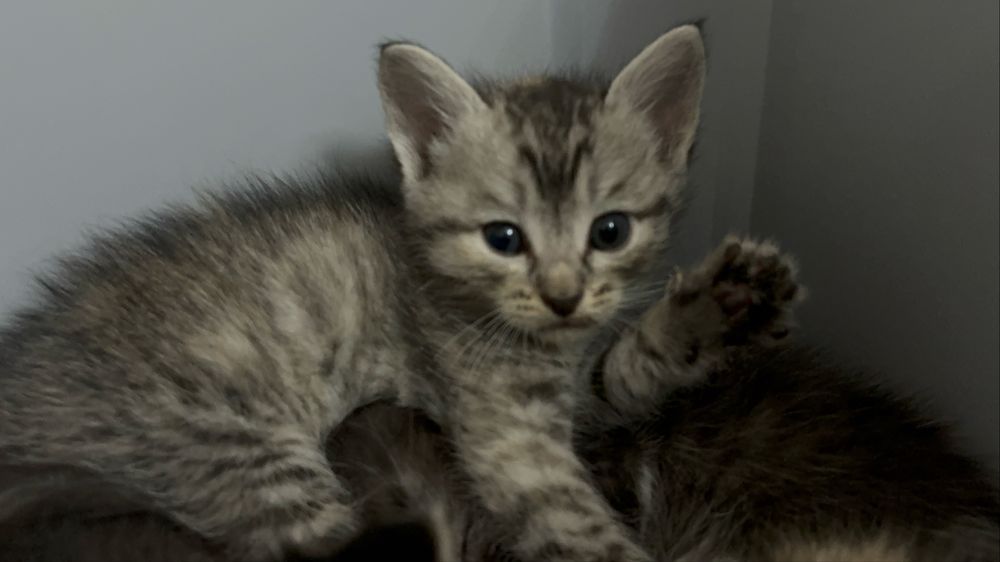 Отдам котенка девочку