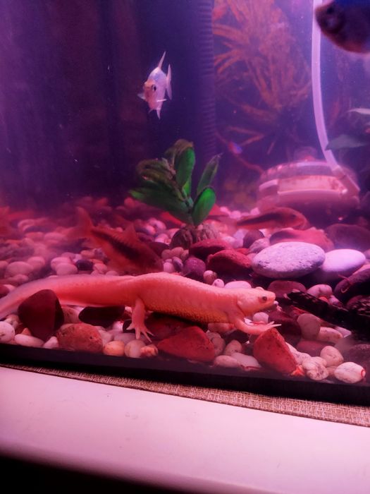 Продам тритонов двоих