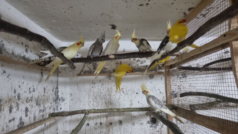 De vânzare diferite feluri de papagali si hamsteri pitici