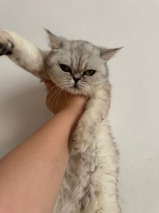 Кошка скотиш страйт