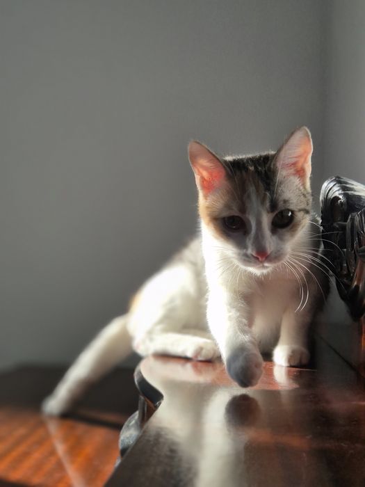 Pui de pisica, 7 luni, adoptie pisici