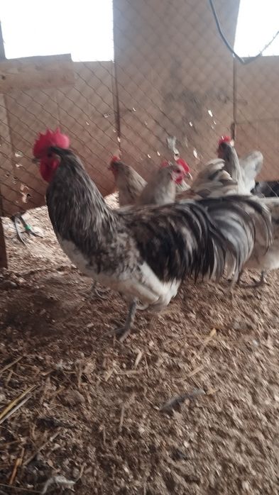 Австралорп сплеш