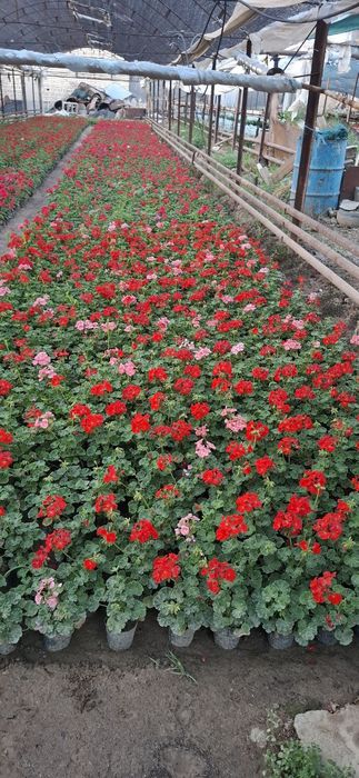 Geran gullari sotiladi