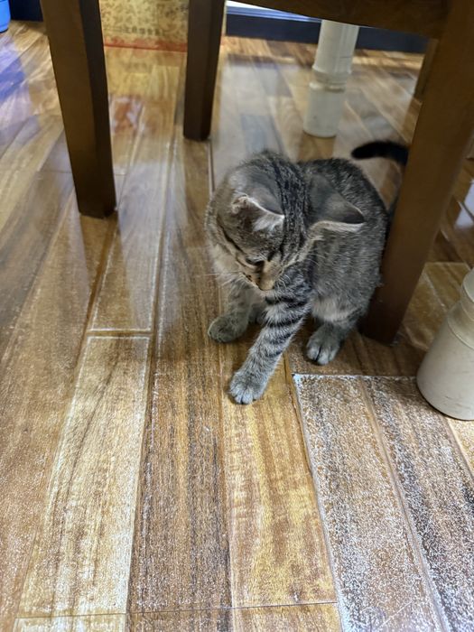 Котенок отдаю в хорошие руки