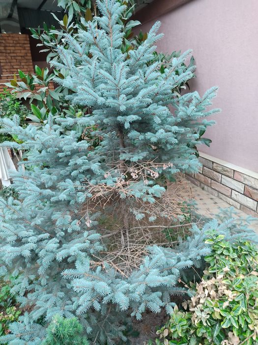 Archa kesish dorilash xizmati