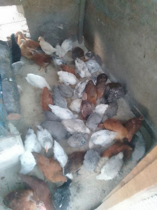 Pui de găină de țară