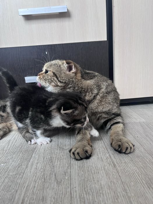 Продам котенка девочку за 10 тыс,торг
