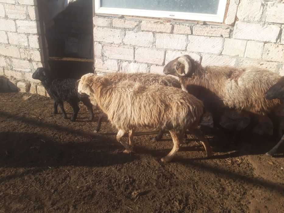 Буаз койлар козылы койлар сатылады