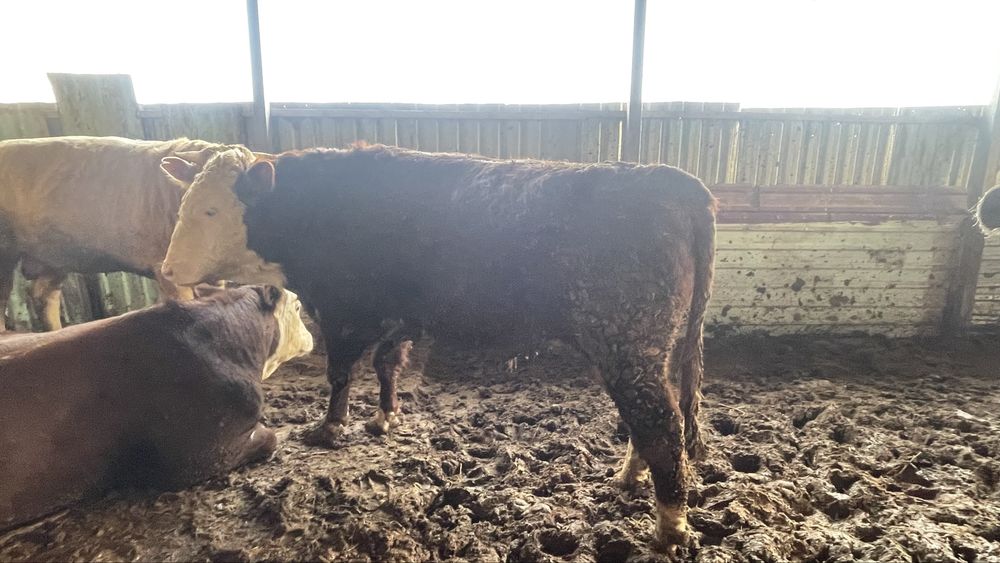 Buqa sotiladi nasldor