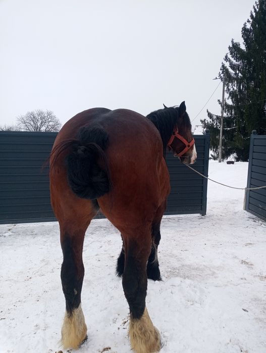 Vând iapa de 6 ani!