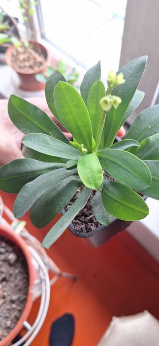 домашные горшочные цветы