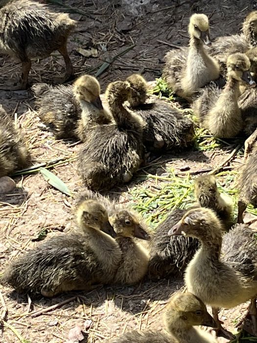 Қаз балапандары ірі қоңыр