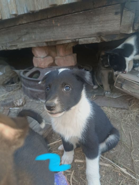 Щенки в хорошие руки