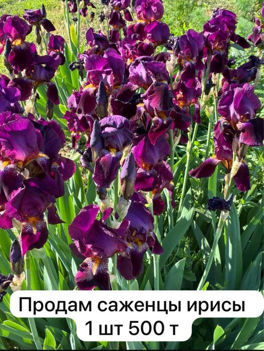Саженцы Ирисы продам
