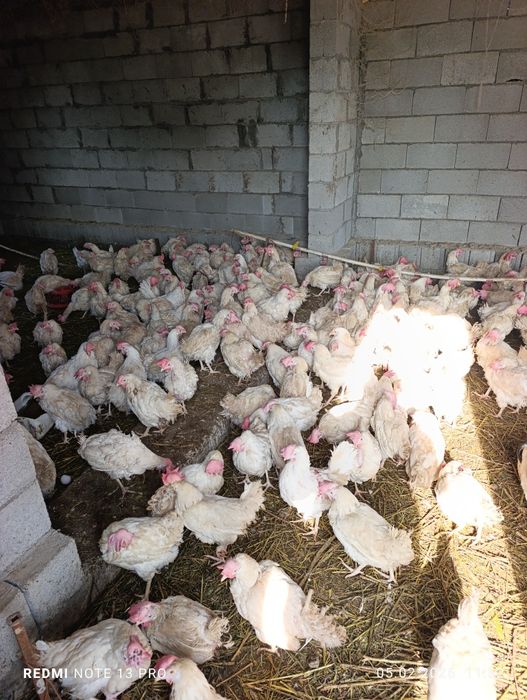 Продам Ломан Вайт несушеки