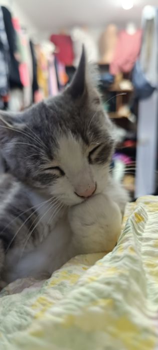 Кошечка в добрые руки.