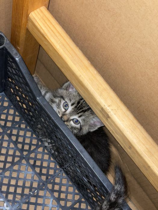 Котяда отдам за хорошие руки