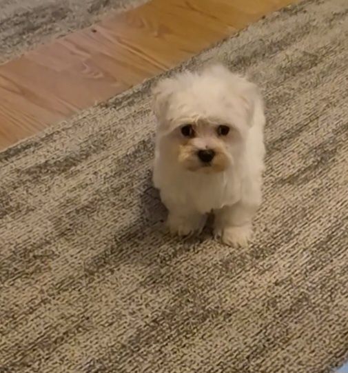 Малтийска болонка