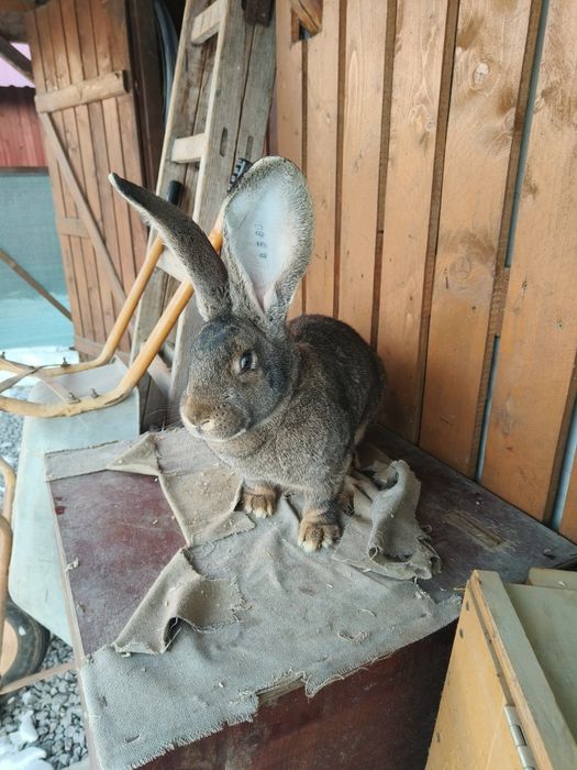 Iepuri Urias gri german