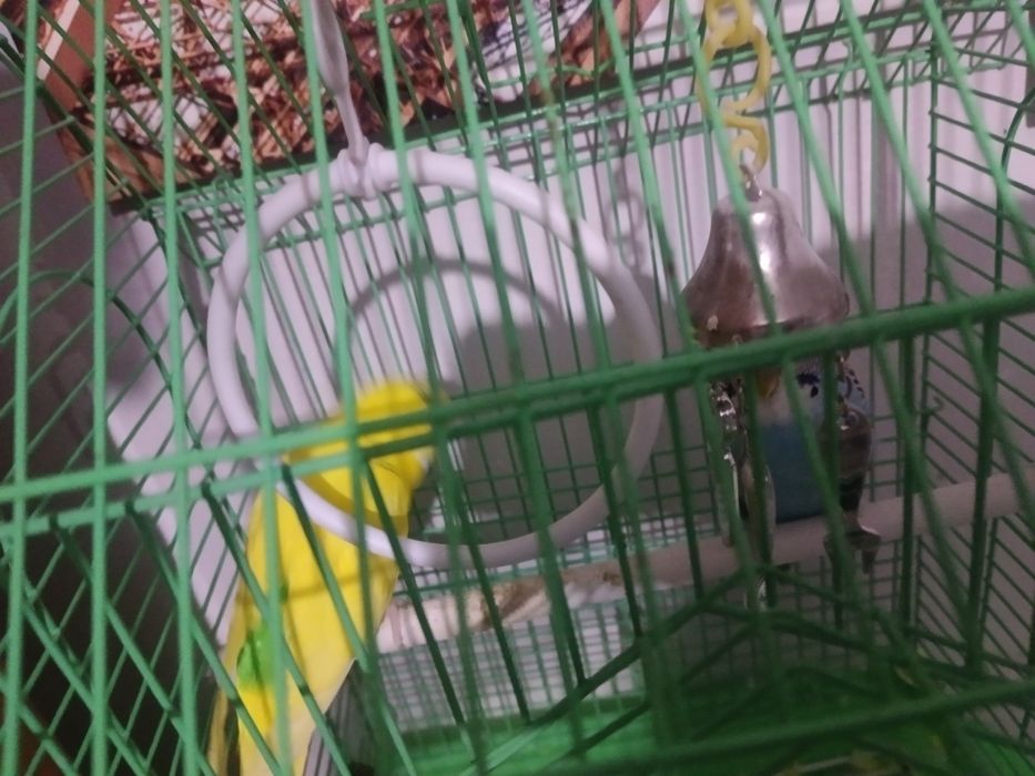 Попугай сатылады сеткасымен бирге