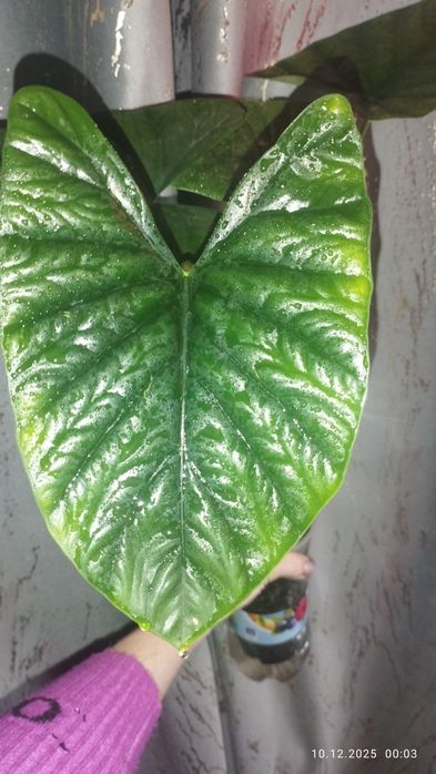 Продается Шикарная Алоказия Лукиван