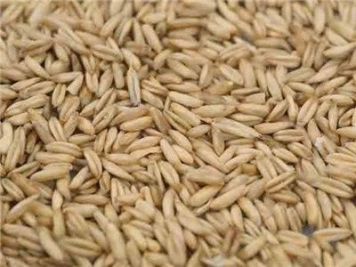 Vând ovăz și mazăre