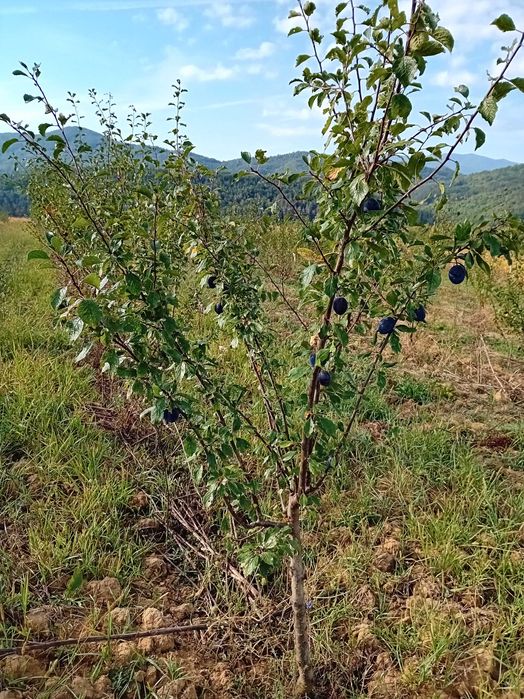 Продава се Земеделски имот в с. Осиковска Лакавица, Област София-област -  кв.м за 42 €/дка - Снимка #2