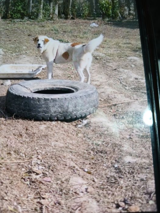 Зотли алабай ит сотилади