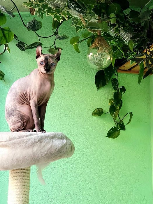 Pui de pisică Sphynx Elf / Canadian Sphynx Născuți la data de 06.03.2026