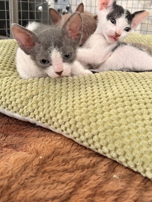 Продам котят сфинксов велюр