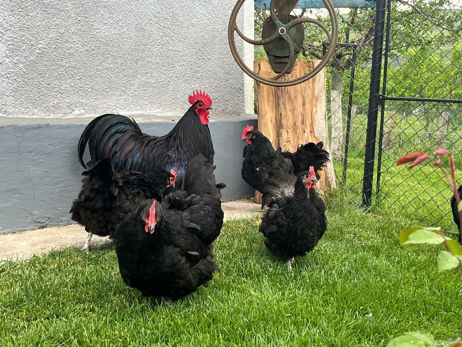 Găini Australorp