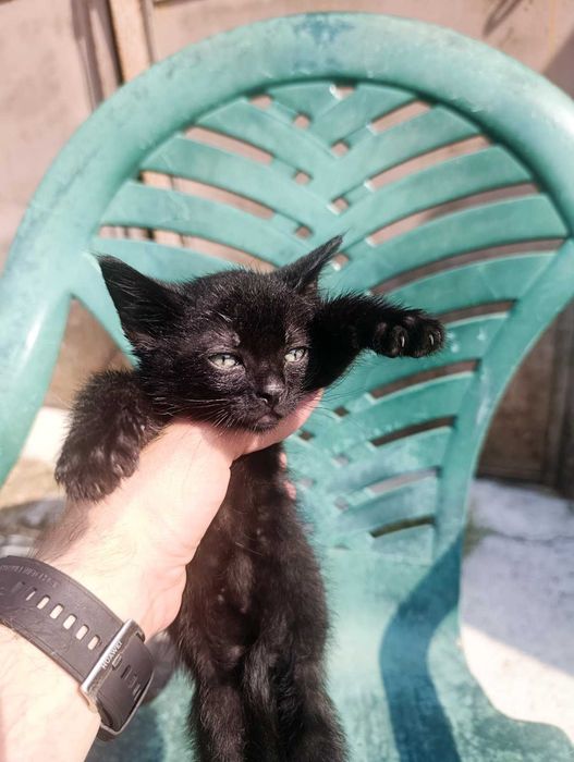 Подаряват се котенца