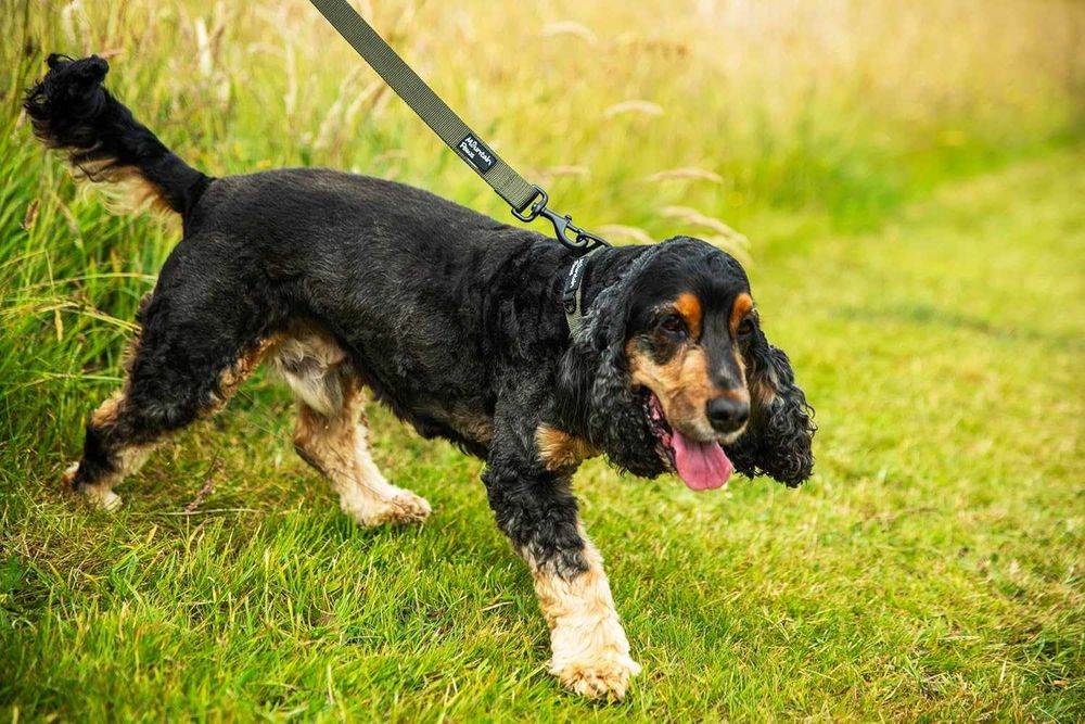 Изключително здрав повод за кучета Mountain Paws, 1,15 метра, червен