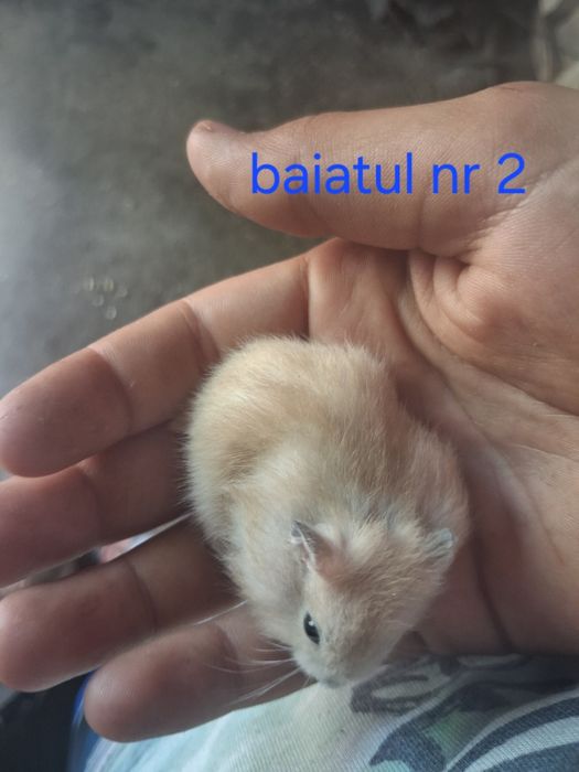 Vand pui de  hamsteri sirieni