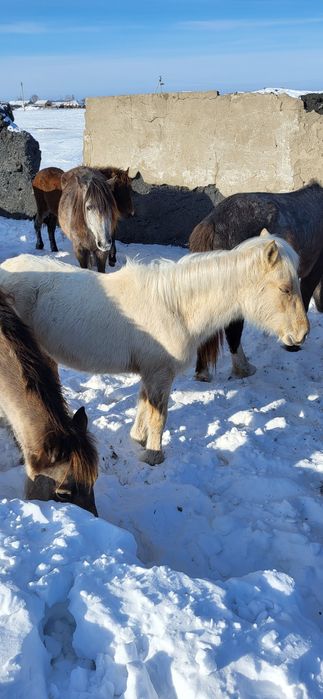Продам жеребят, жабагы.