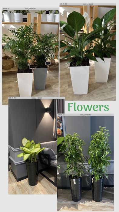 Цветы офисные и комнатные!!! Акция!Фикус шеффлер бенджамин трахикарпус