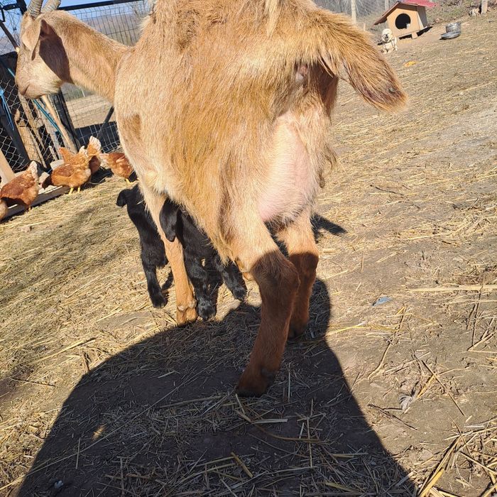 Vand 2 capre cu iezi