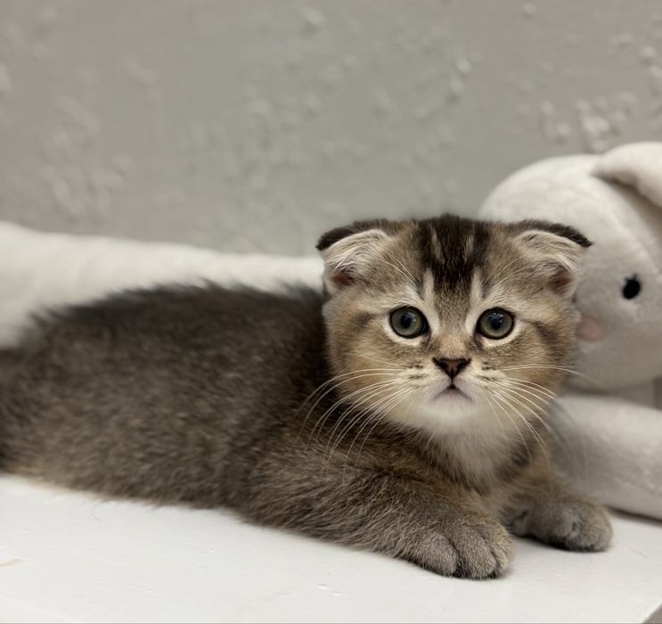 Шотландски котенца