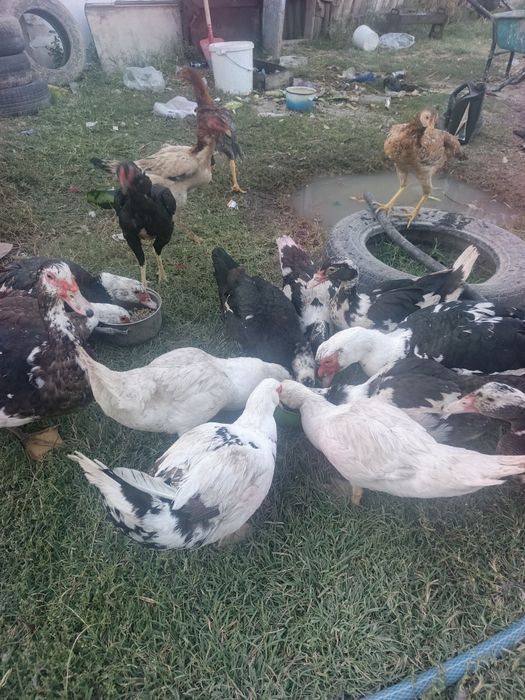 Продам Индаутки курицы