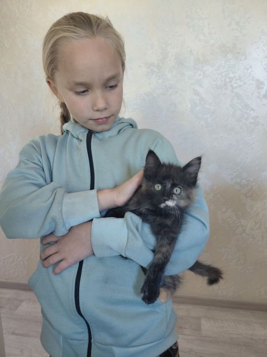 Котята бесплатно