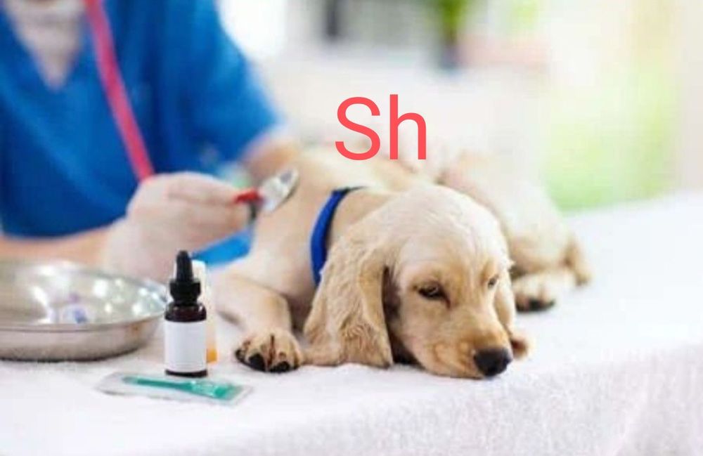 Ветеринар Veterinar