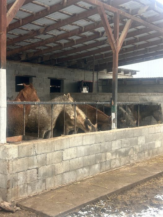 Семіз жылқы сатылады бордақы