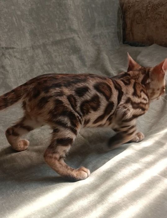 Бенгальские котята в окрасе классический браун. Премиальная линия