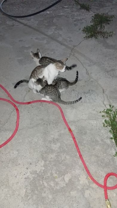 Кошка 4 котята отдам