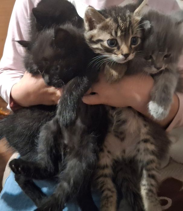 Отдам котят бесплатно
