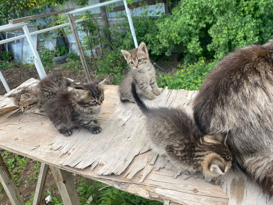 Отдам даром котят