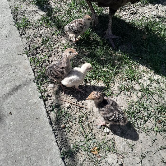 Pui de curca ...